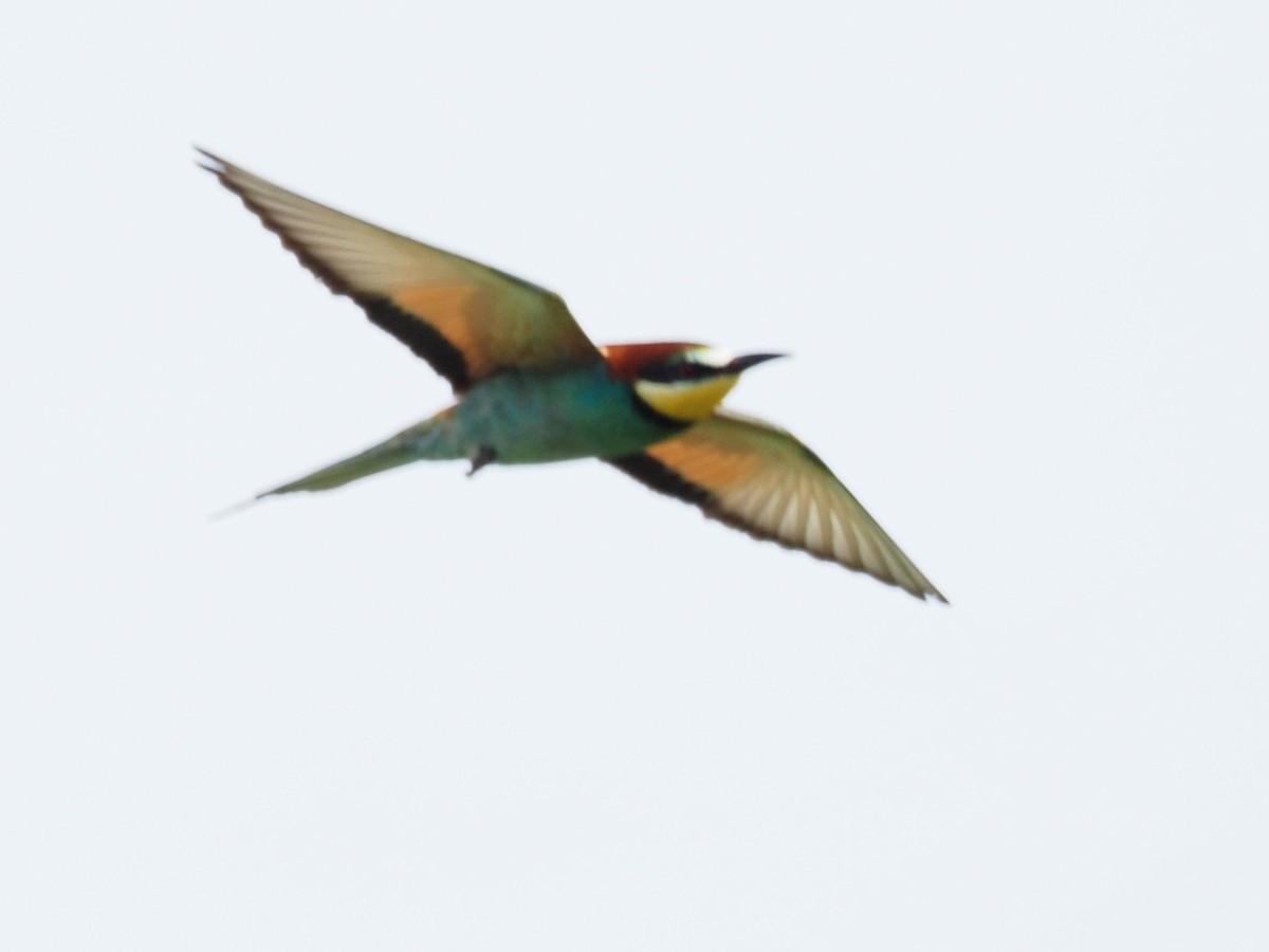 European Bee-eater - ML345167911