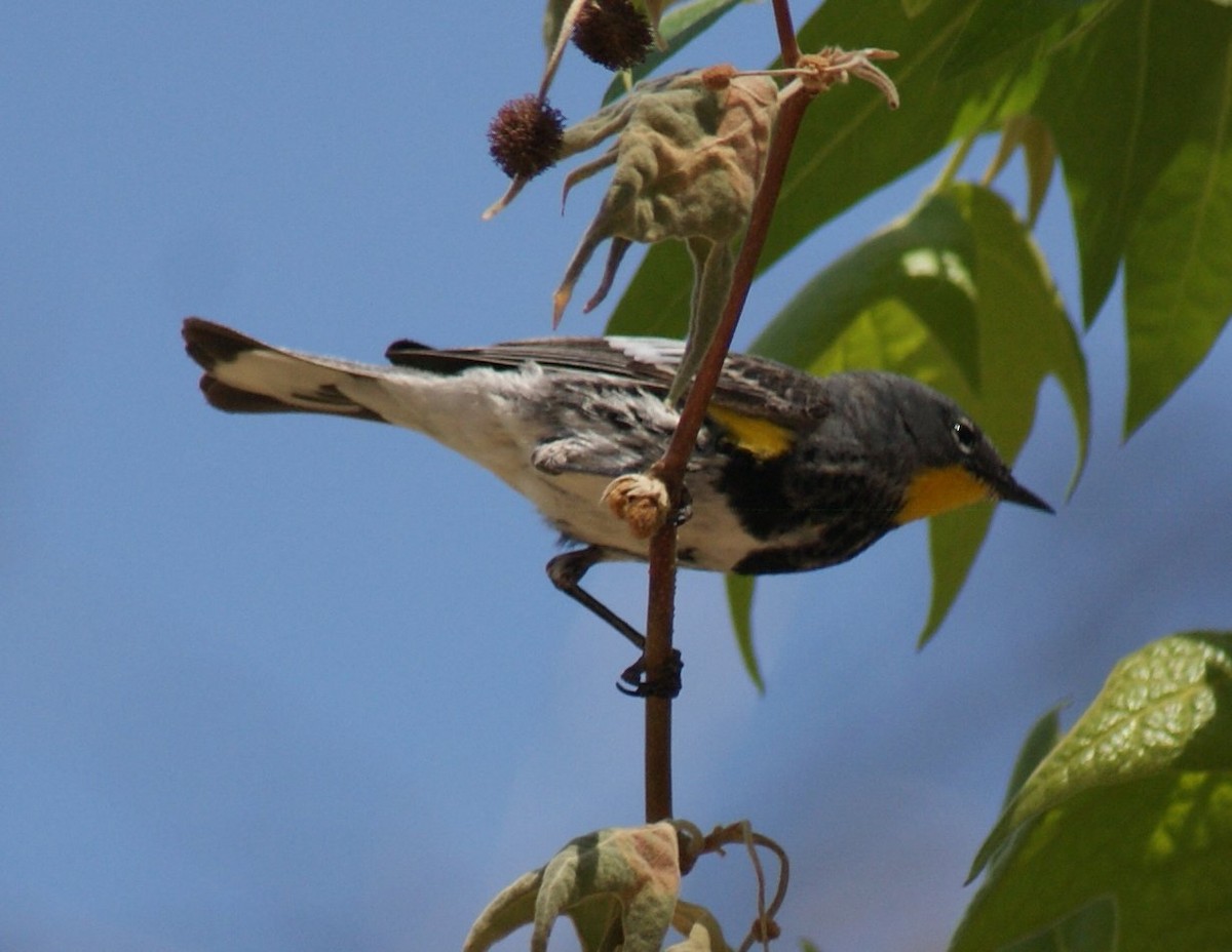 Yellow-rumped Warbler (Audubon's) - Robin Oxley 🦉