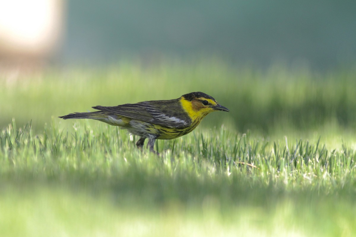 Cape May Warbler - ML345174871