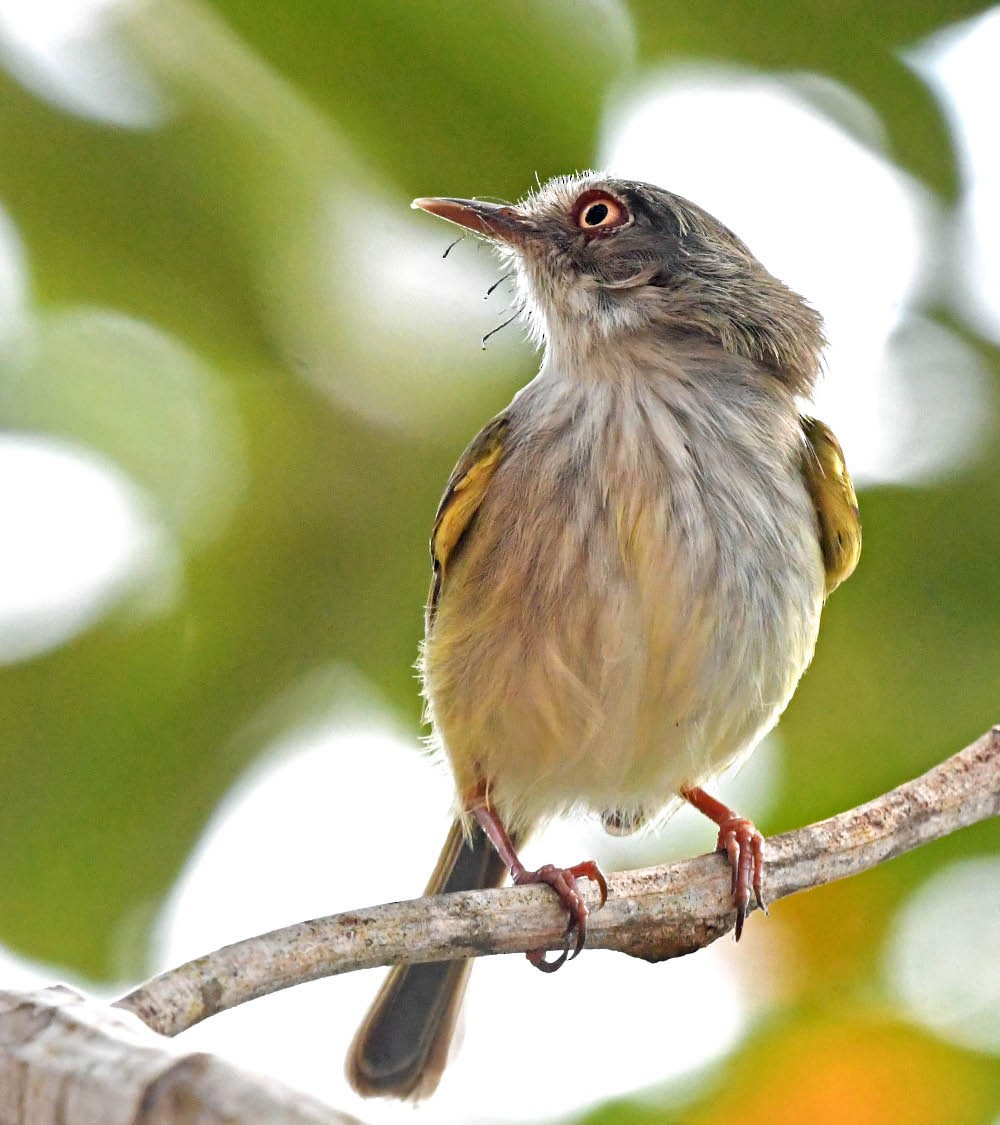 Pearly-vented Tody-Tyrant - ML345175251