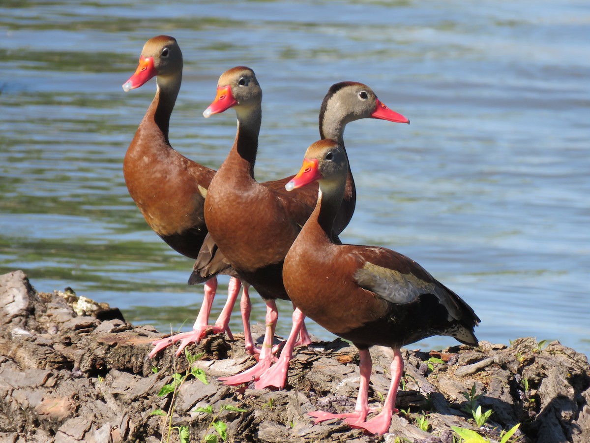 Black-bellied Whistling-Duck - ATCHA NOLAN