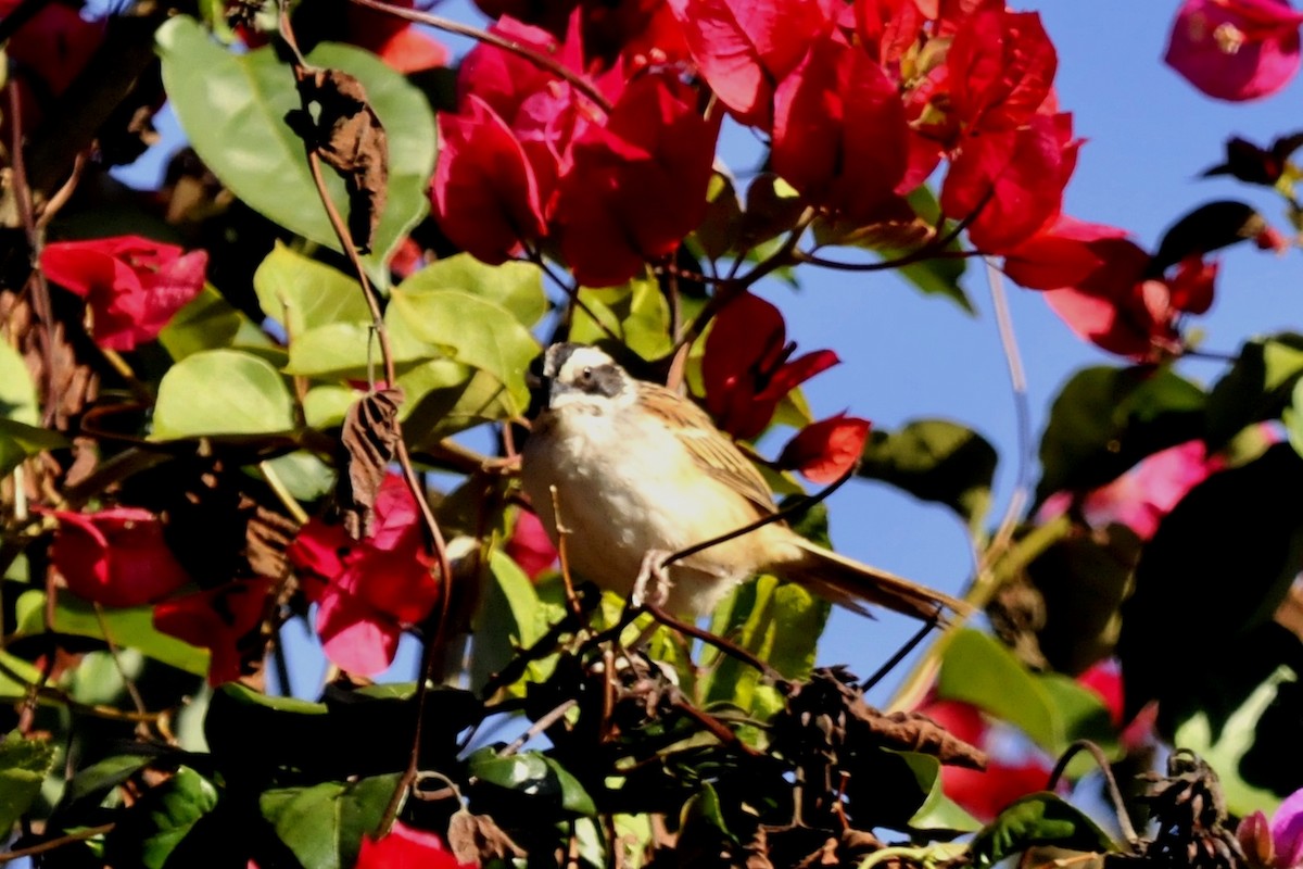 Stripe-headed Sparrow - ML34518191
