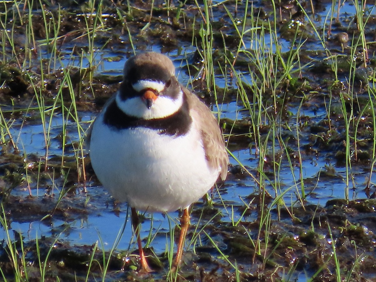 Semipalmated Plover - ML345186201
