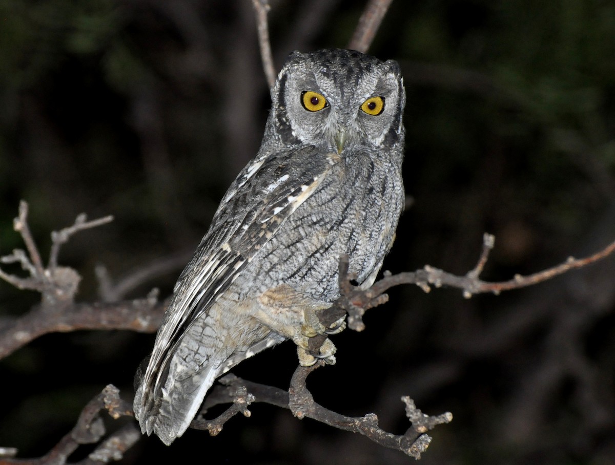 Tropical Screech-Owl - samuel olivieri bornand