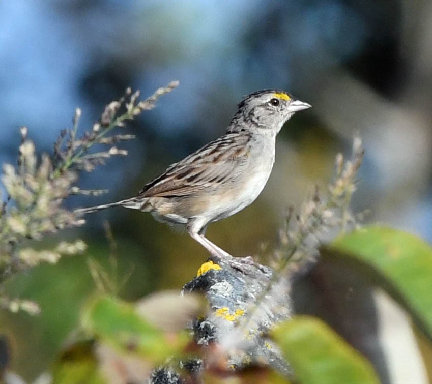 Grassland Sparrow - ML345189191