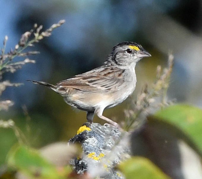 Grassland Sparrow - ML345189631