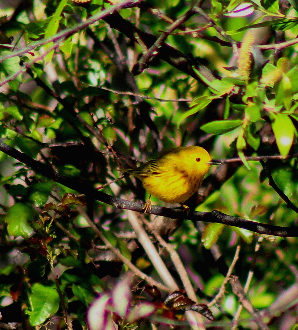 Yellow Warbler - Paul Fenwick