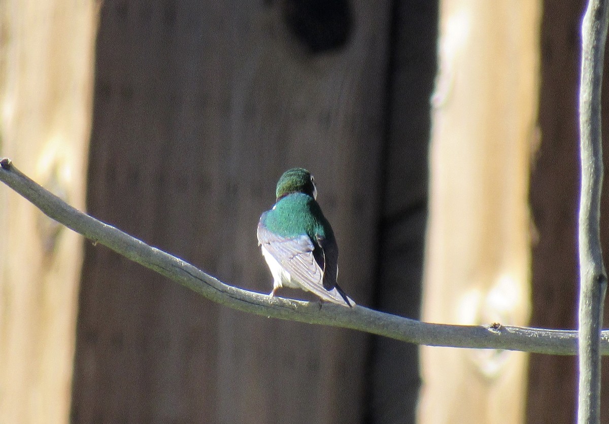 Violet-green Swallow - karen pinckard