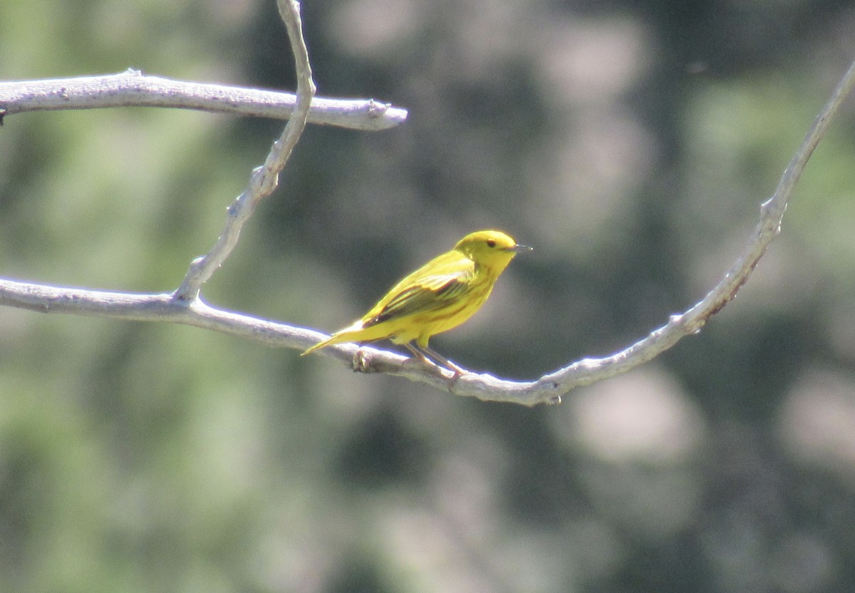 Yellow Warbler - karen pinckard