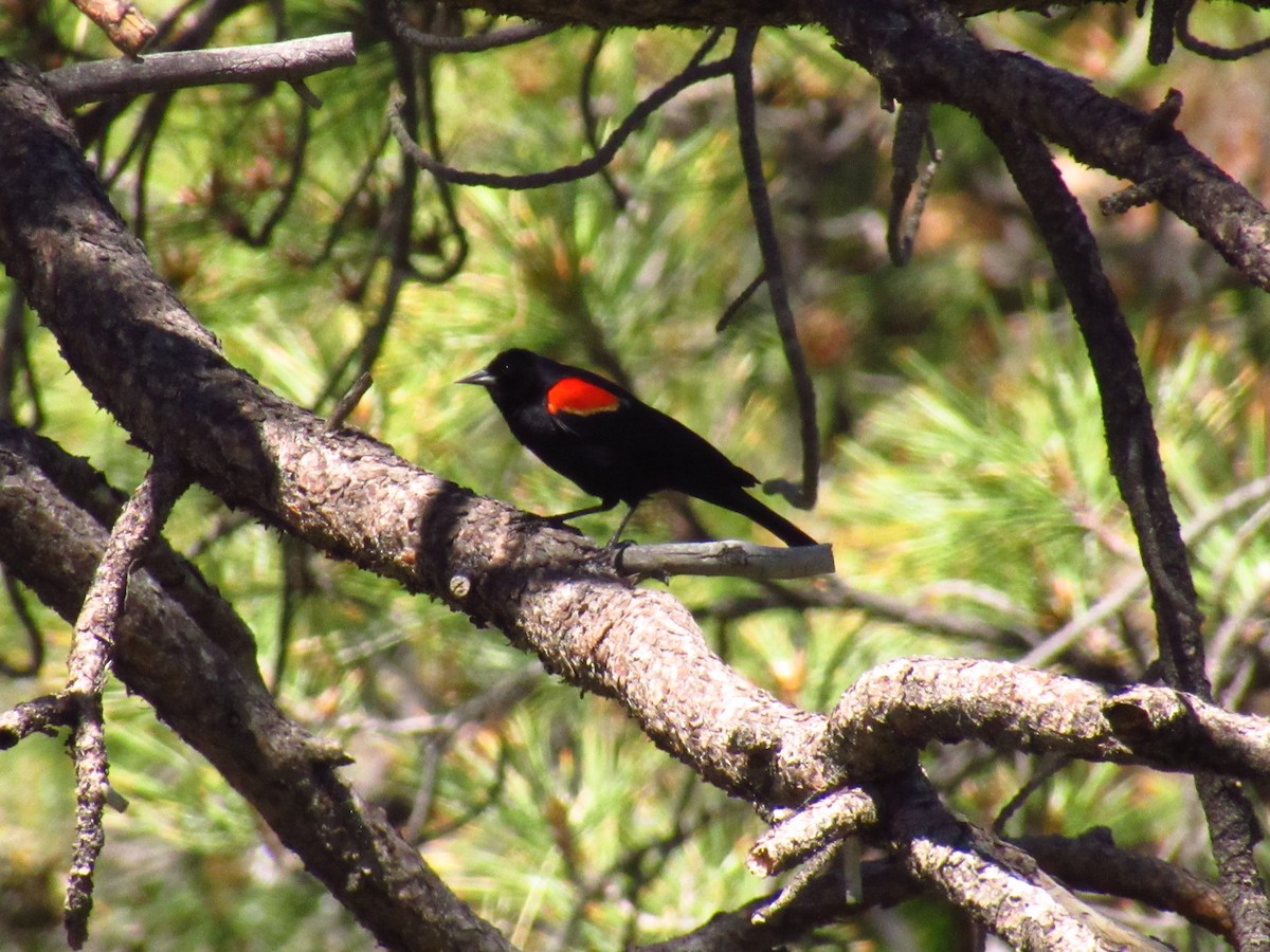 Red-winged Blackbird - ML345197481