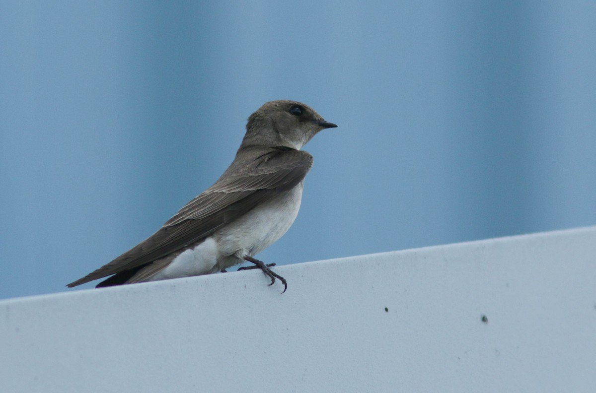 Northern Rough-winged Swallow - Sylvie Robert