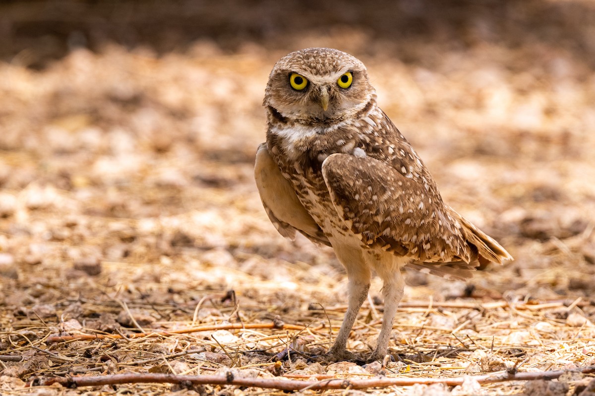 Burrowing Owl - ML345201551