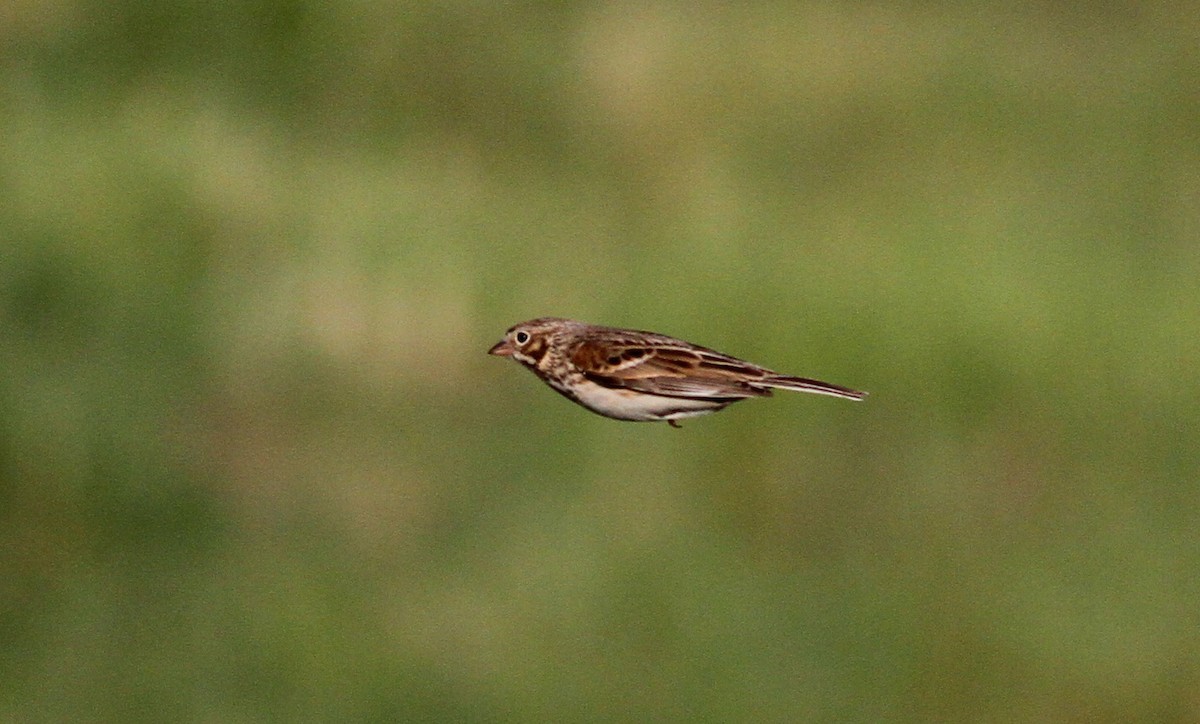 Vesper Sparrow - ML34520191
