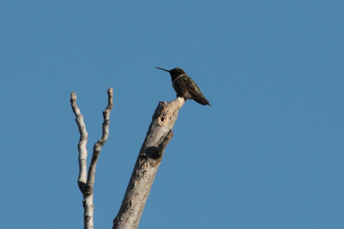 Black-chinned Hummingbird - Andy Bridges