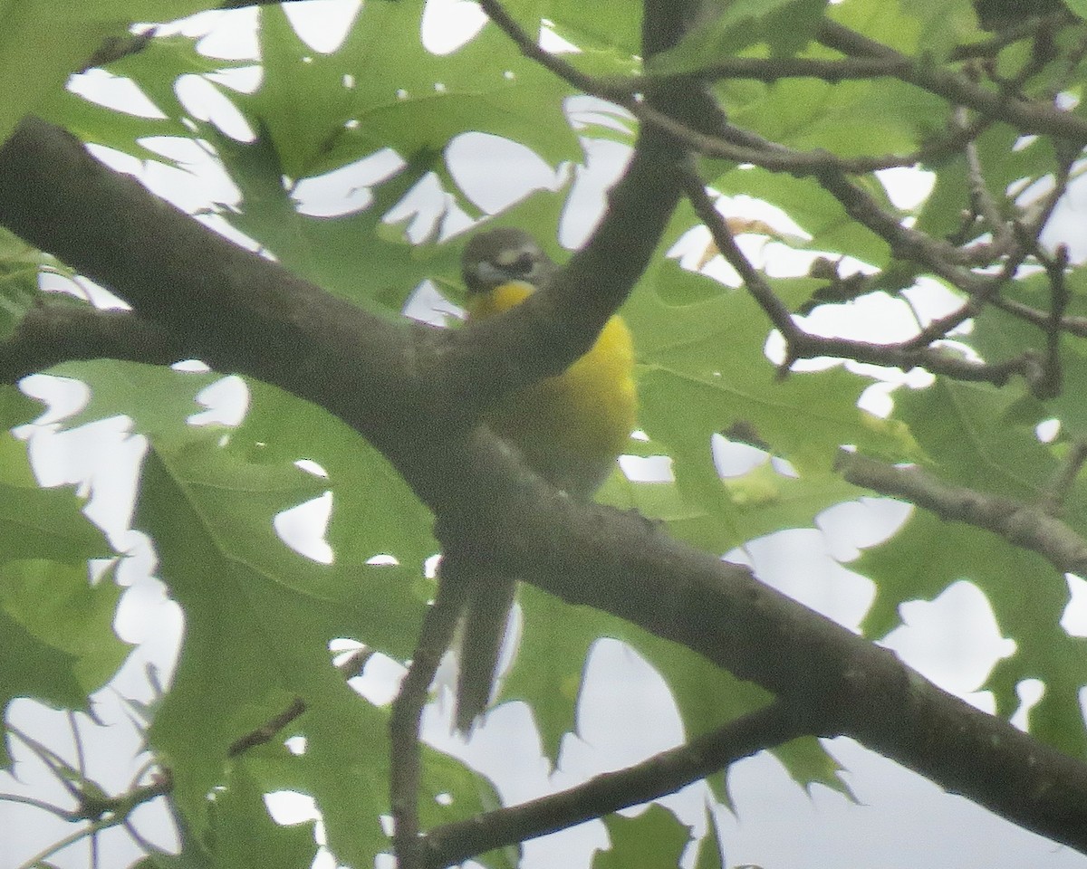 Yellow-breasted Chat - ML345208811