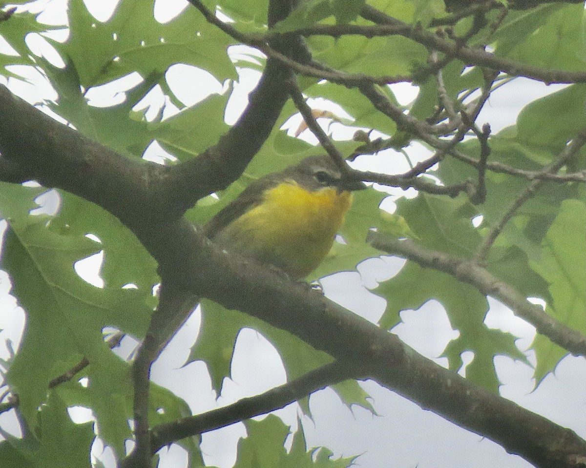 Yellow-breasted Chat - ML345209021