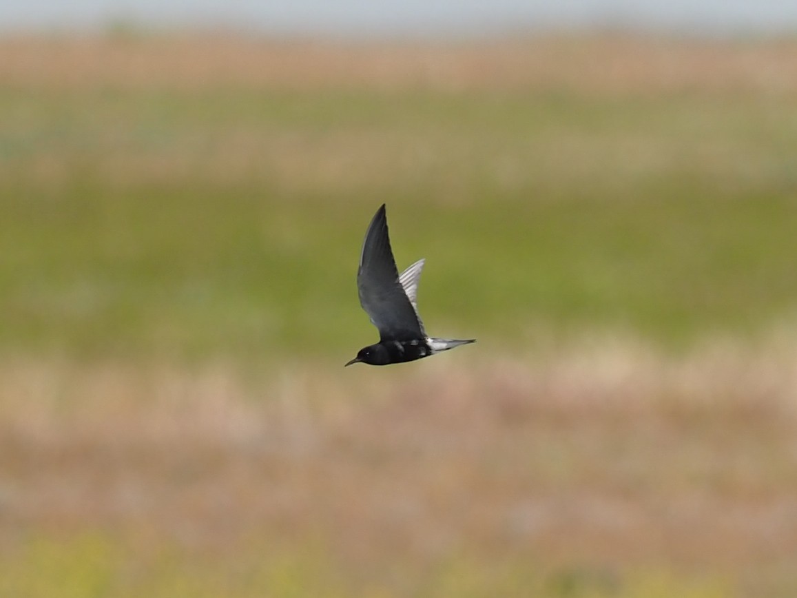 Black Tern - Scott Tuthill