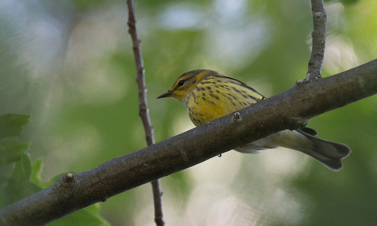 Cape May Warbler - Chris Wood