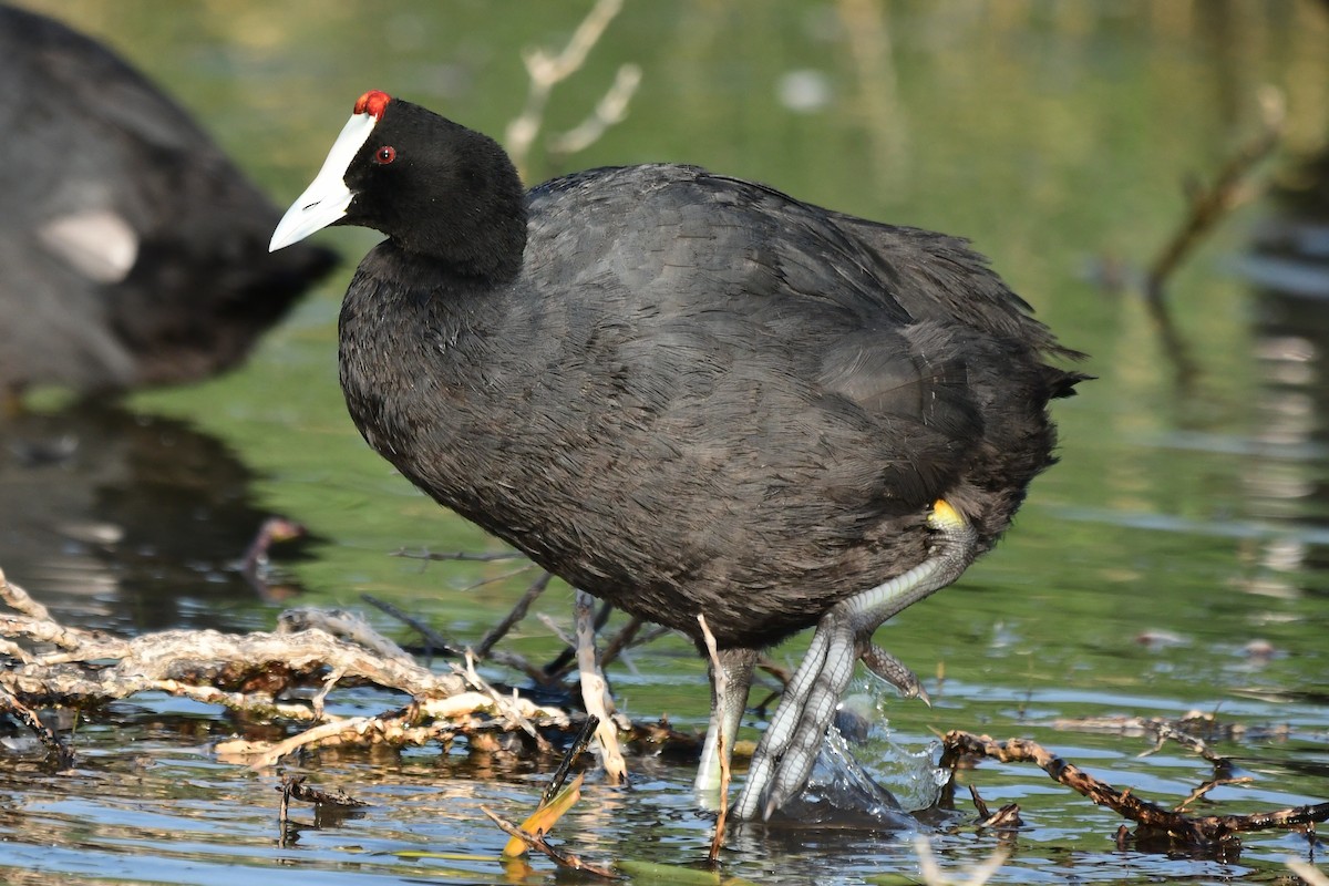 Red-knobbed Coot - ML345214021