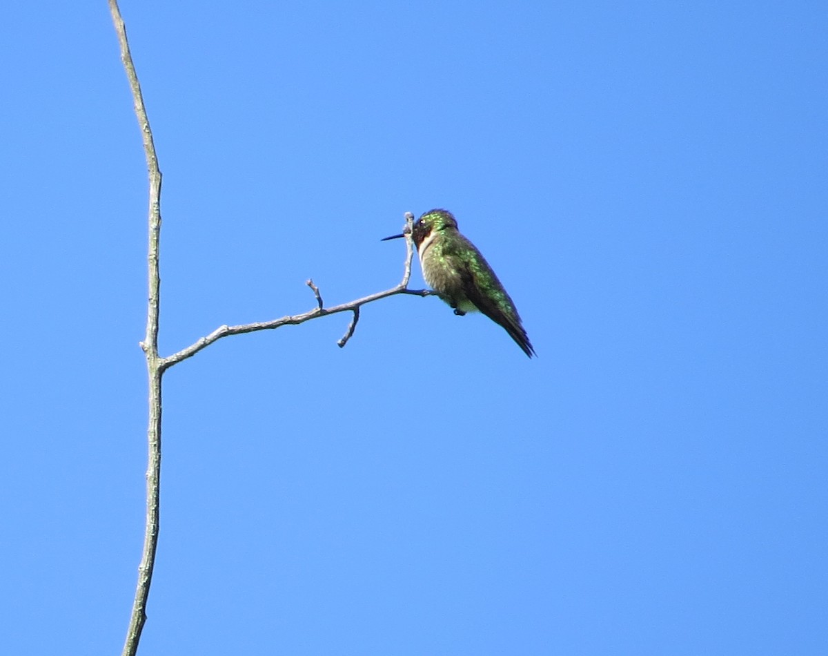 Ruby-throated Hummingbird - Bill Rowe