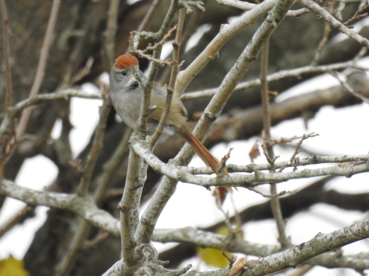 Sooty-fronted Spinetail - Mario Casadei