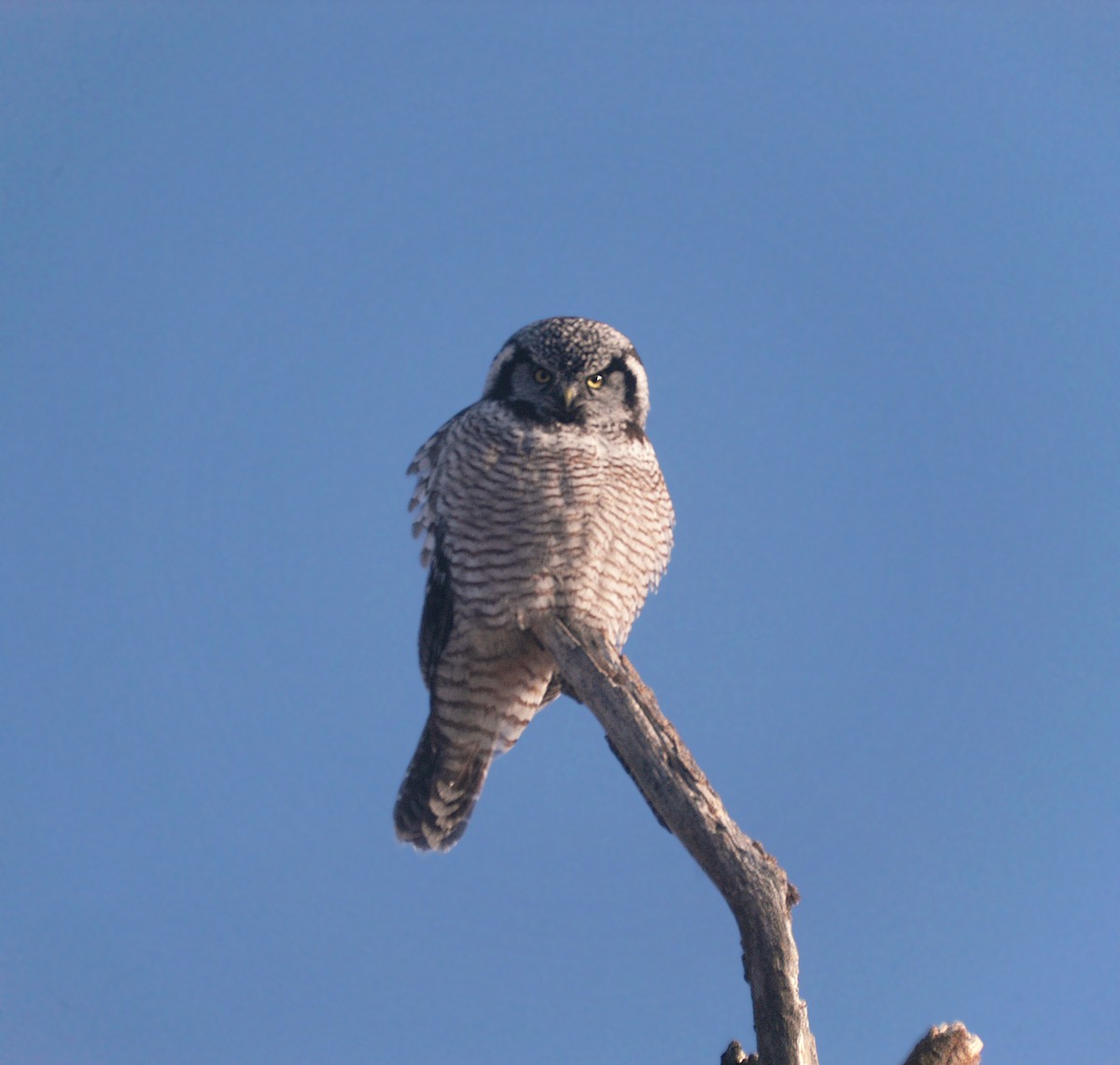 Northern Hawk Owl - Etienne Artigau🦩
