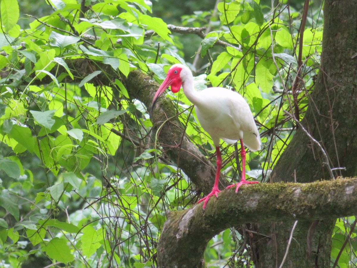 eBird Checklist - 4 Jun 2021 - Yazoo NWR - 34 species