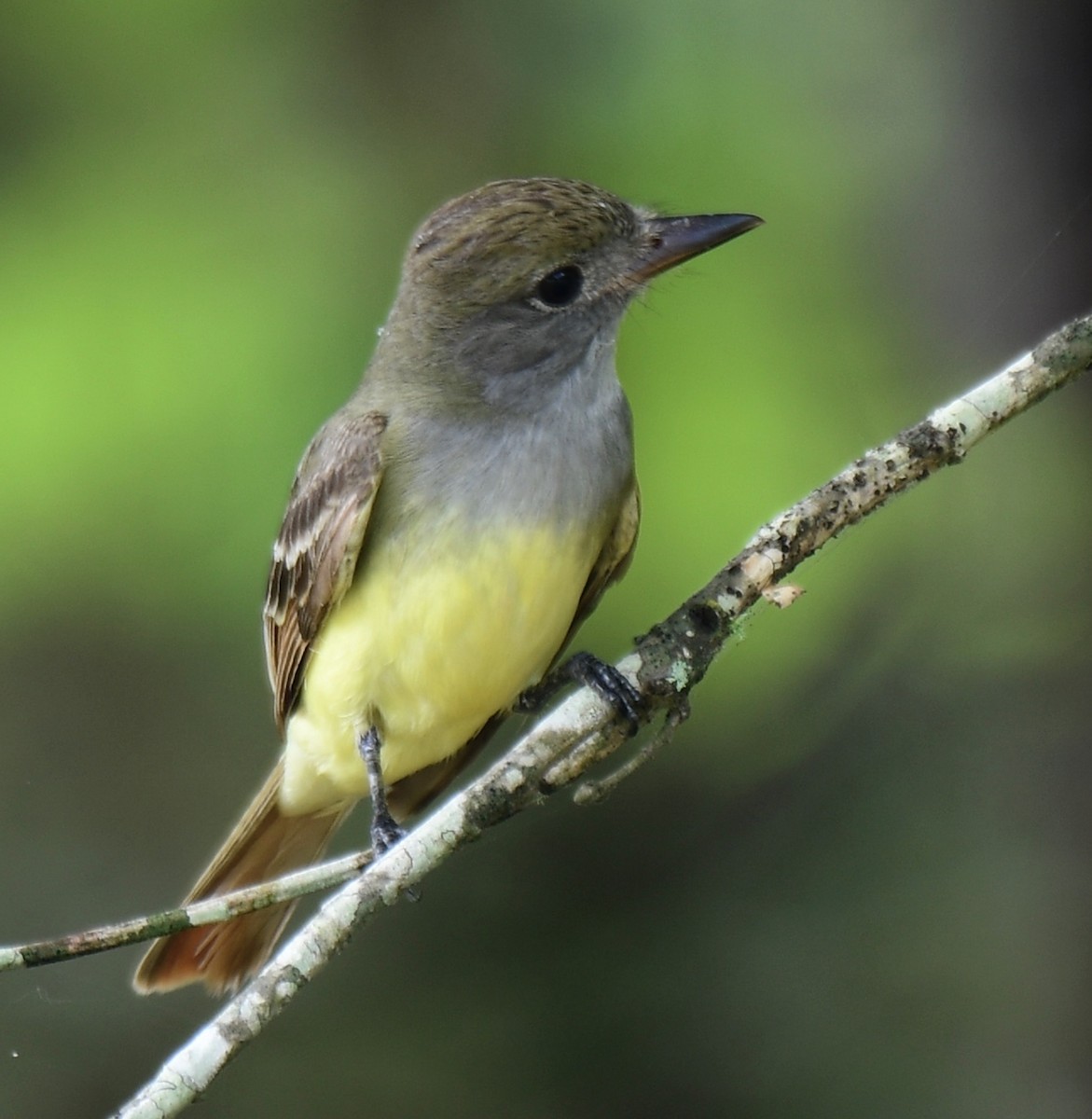 Great Crested Flycatcher - ML345225101