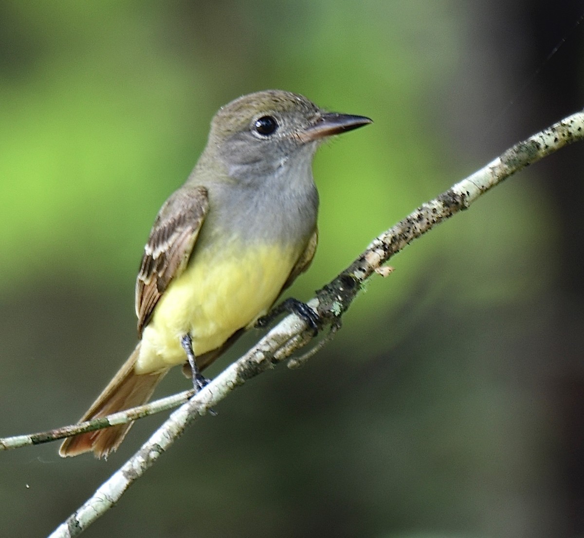 Great Crested Flycatcher - ML345225111