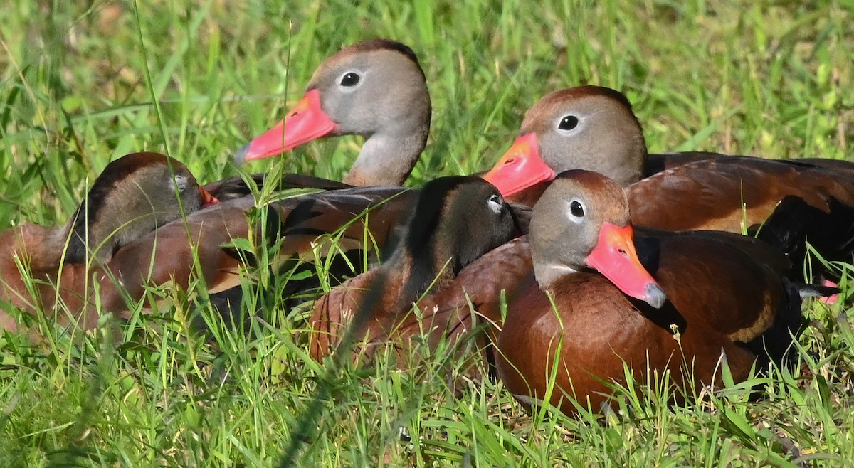 Black-bellied Whistling-Duck - Ann Stinely