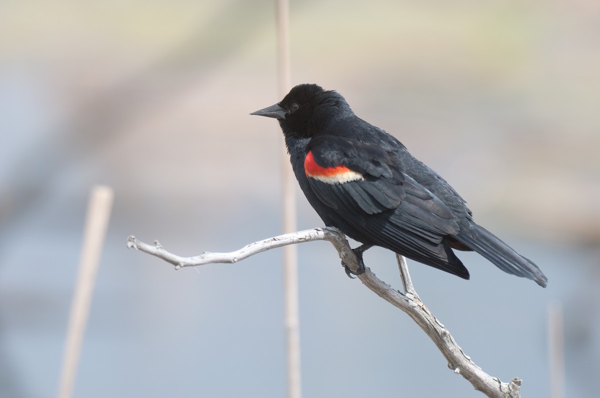 Red-winged Blackbird - Etienne Artigau🦩