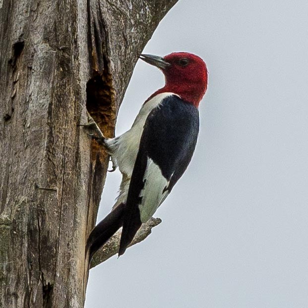 Red-headed Woodpecker - ML345241011