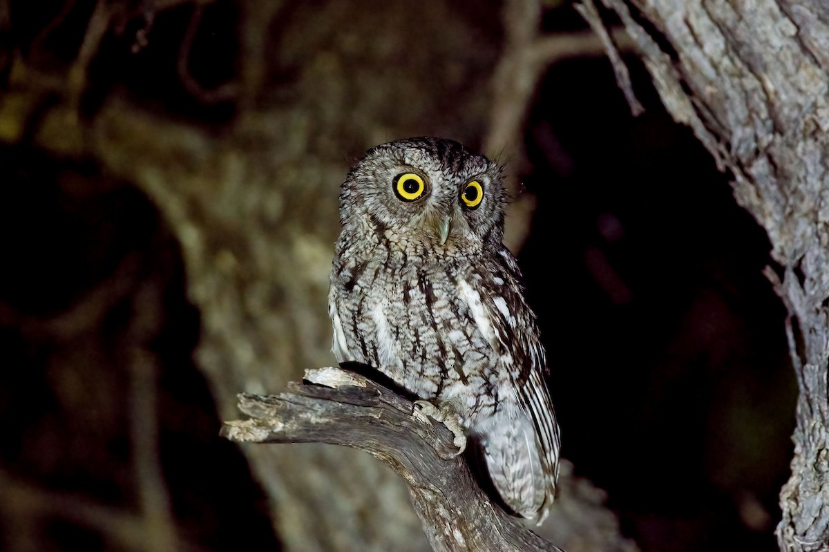 Whiskered Screech-Owl - Andrew Newmark