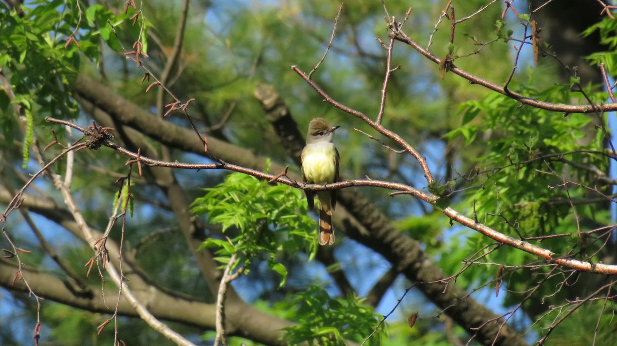 Great Crested Flycatcher - ML345250181