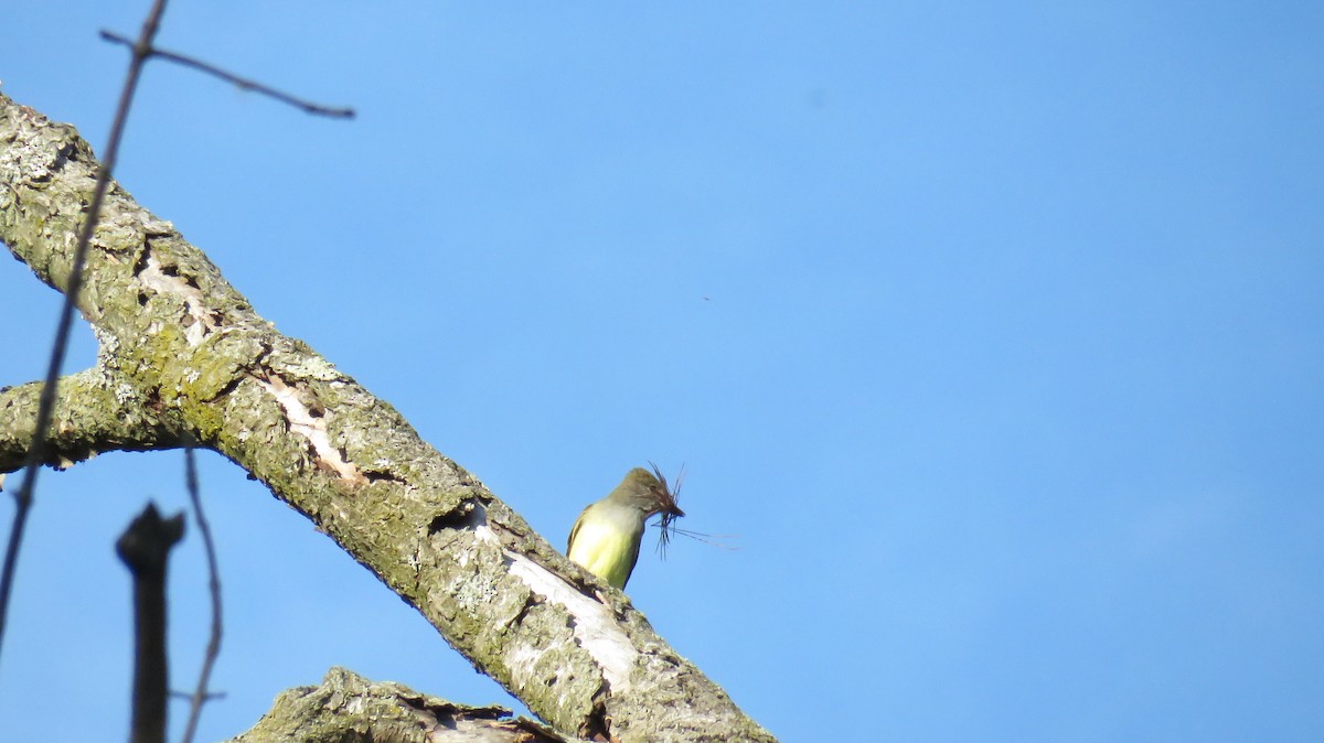 Great Crested Flycatcher - ML345250401