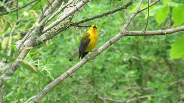 Prothonotary Warbler - ML345252971