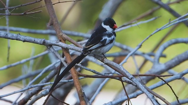 Pin-tailed Whydah - ML345253681