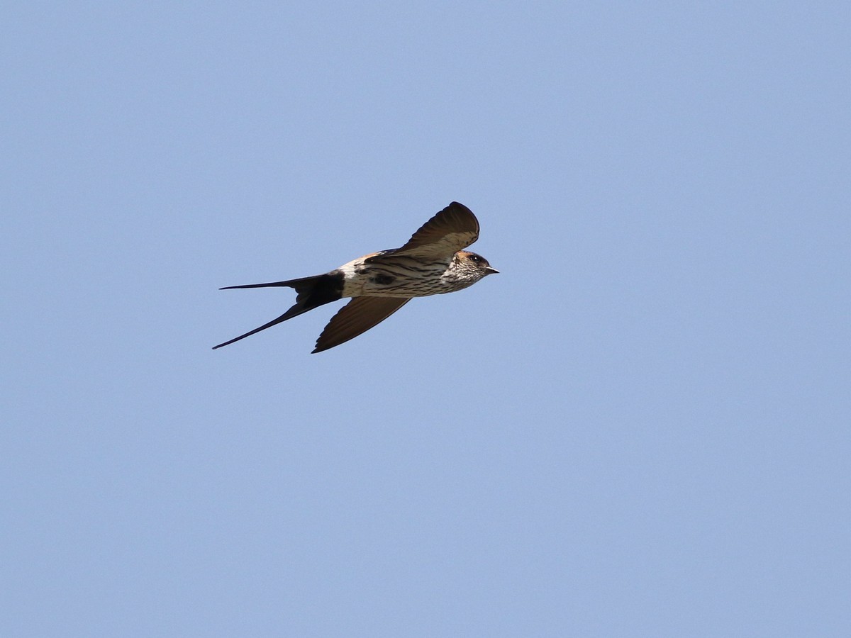 Striated Swallow - ML345256271