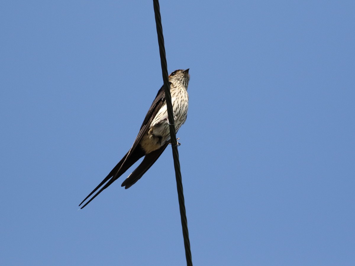 Striated Swallow - ML345256281