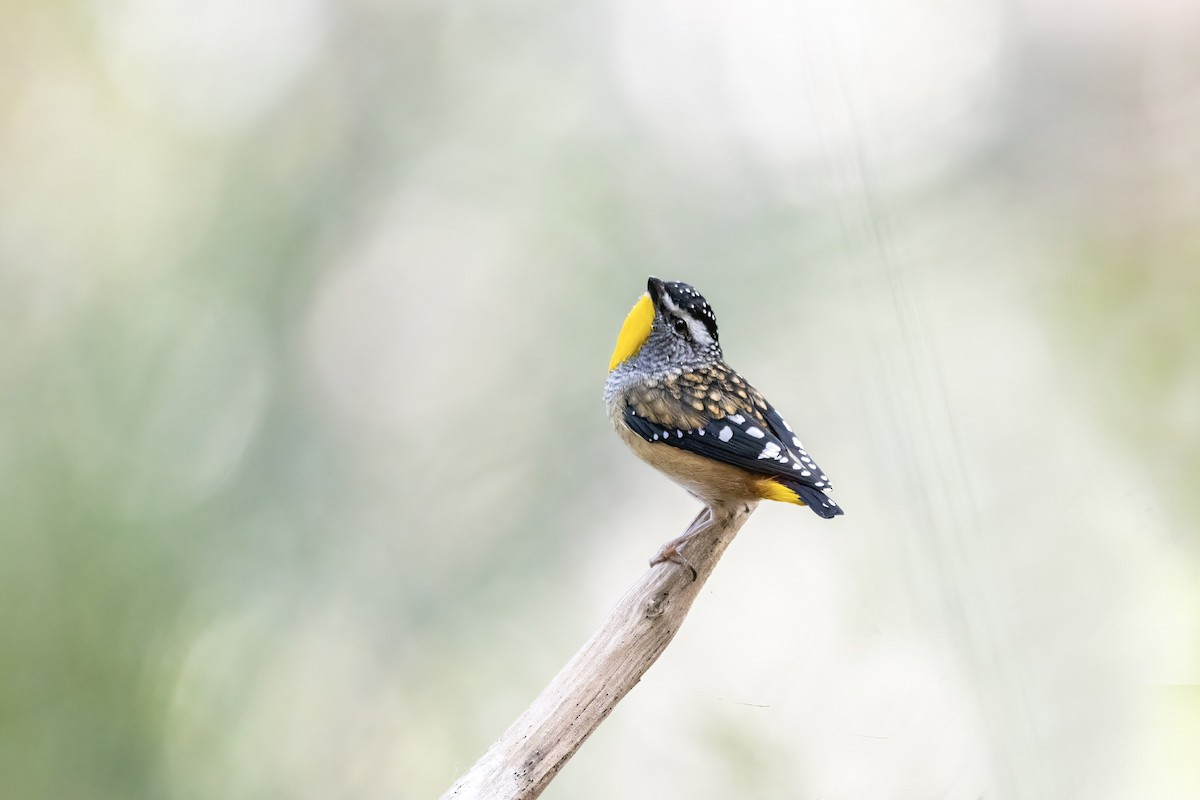 Spotted Pardalote - ML345259661