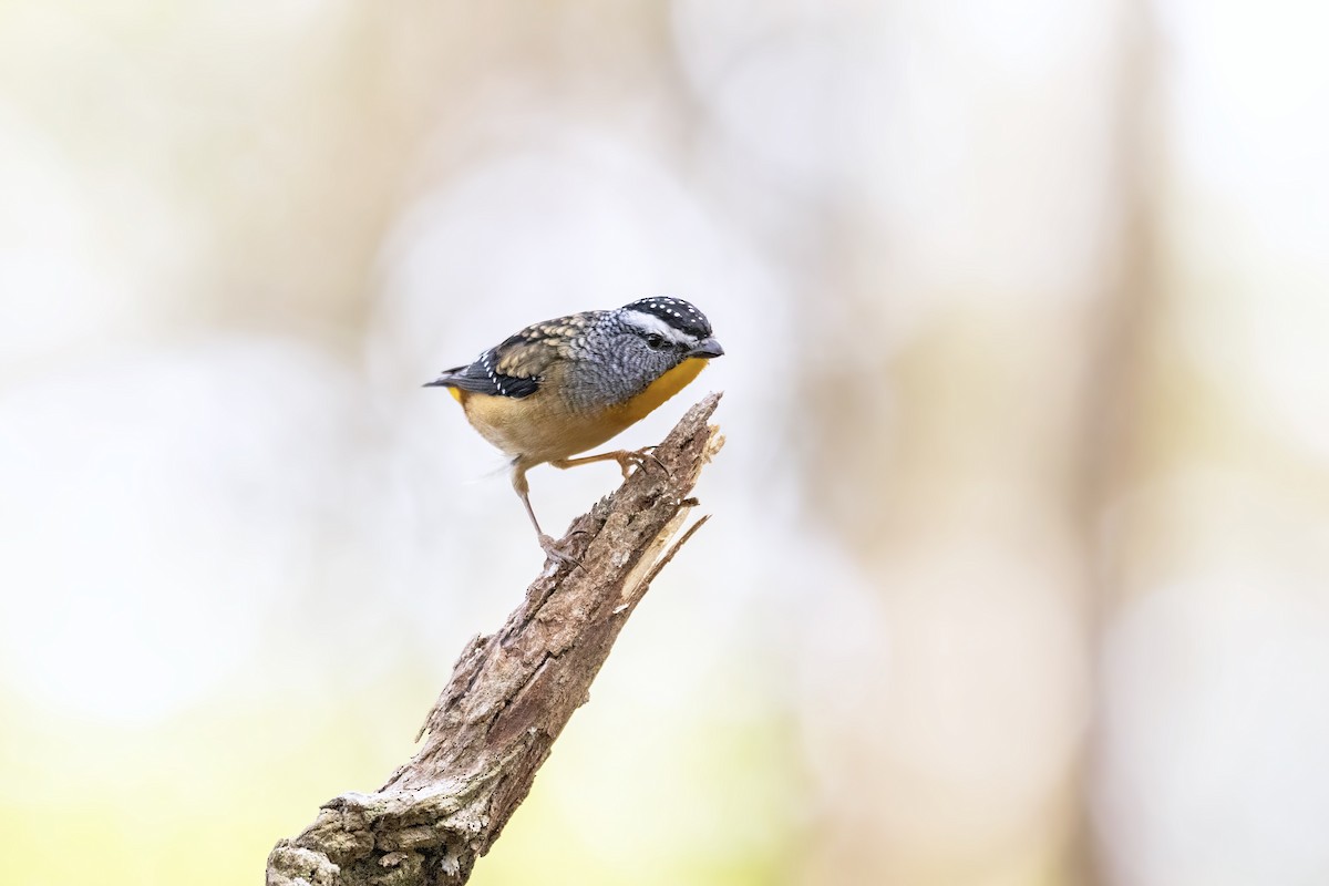 Spotted Pardalote - Bella Gray