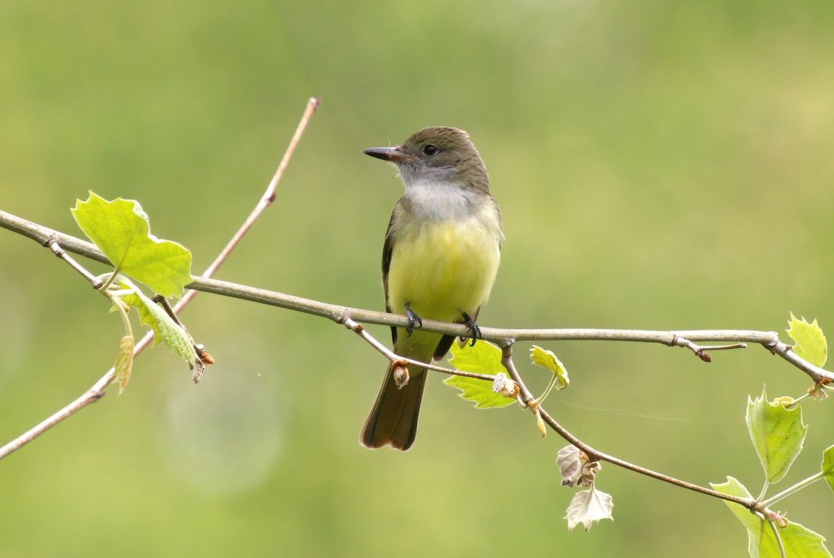 Great Crested Flycatcher - ML345260751