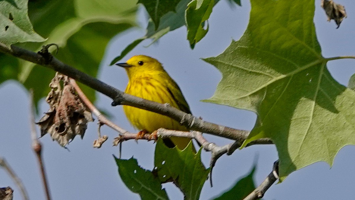Yellow Warbler - Donald Sutherland