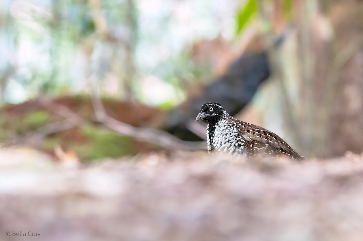 Black-breasted Buttonquail - ML345263621