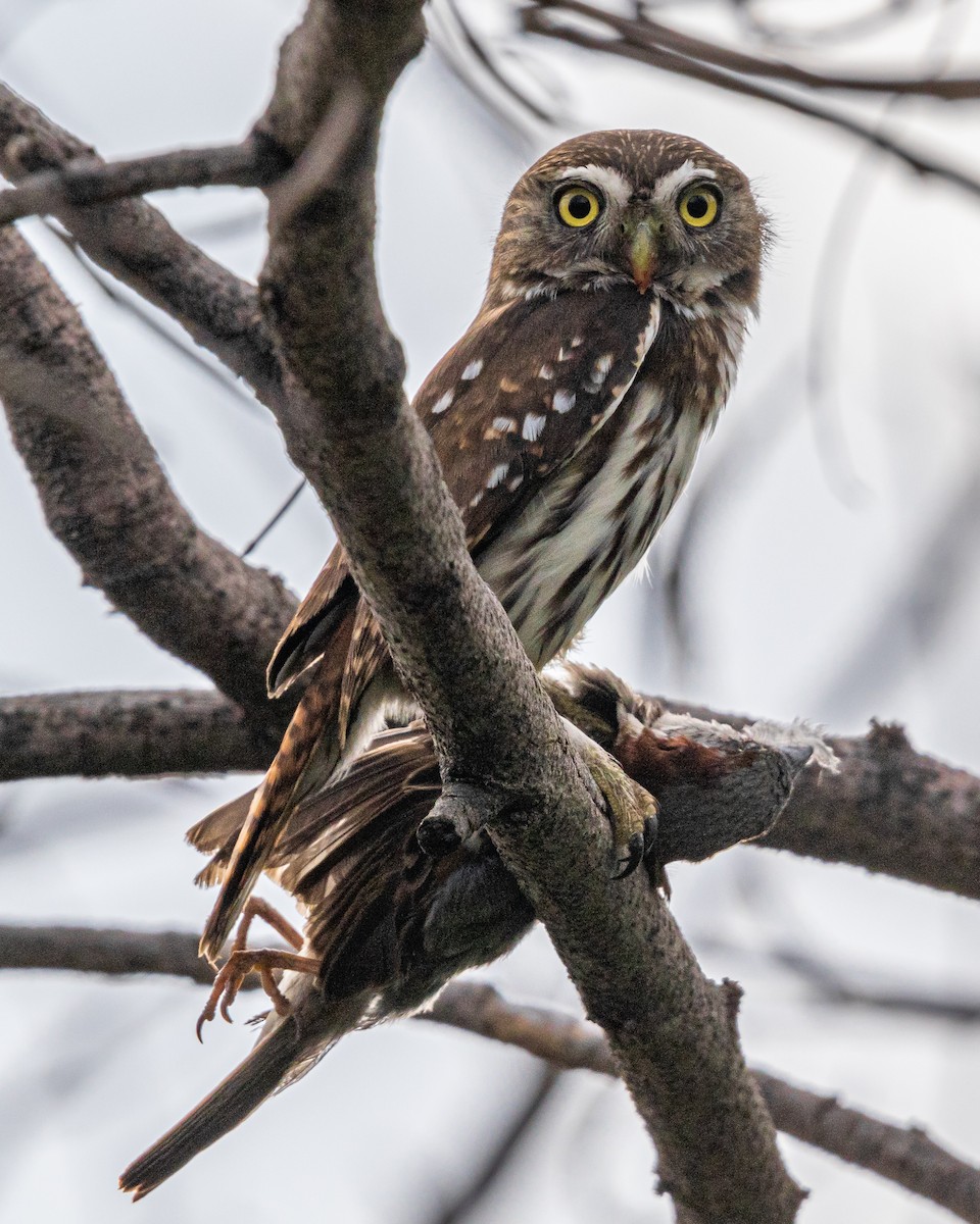 Ferruginous Pygmy-Owl - Rafael Rodríguez Brito