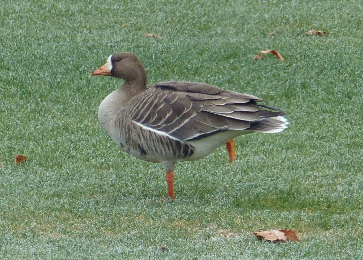 Greater White-fronted Goose - John O'Barr