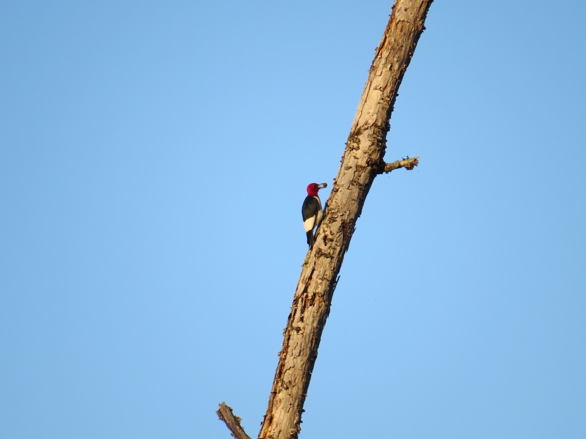 Red-headed Woodpecker - ML34527121