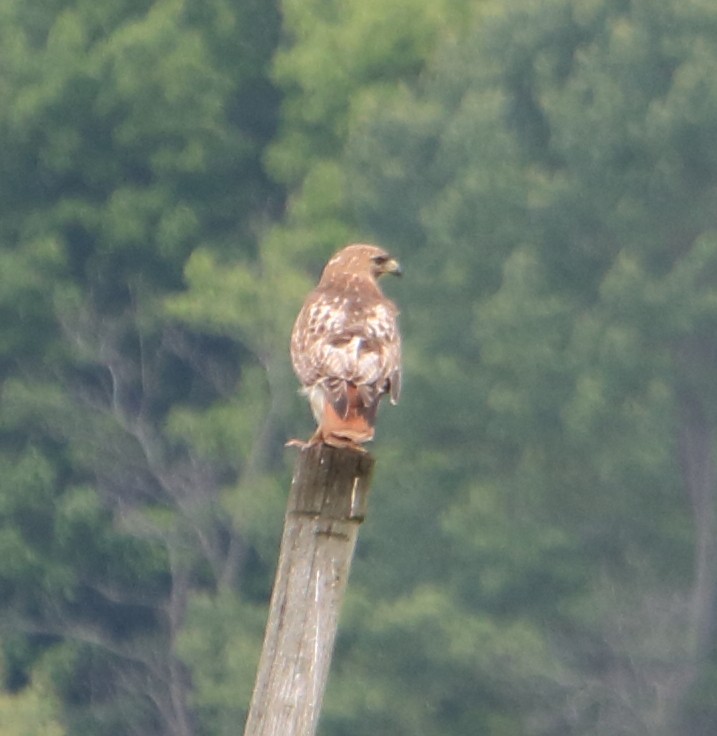 Red-tailed Hawk - ML345271341
