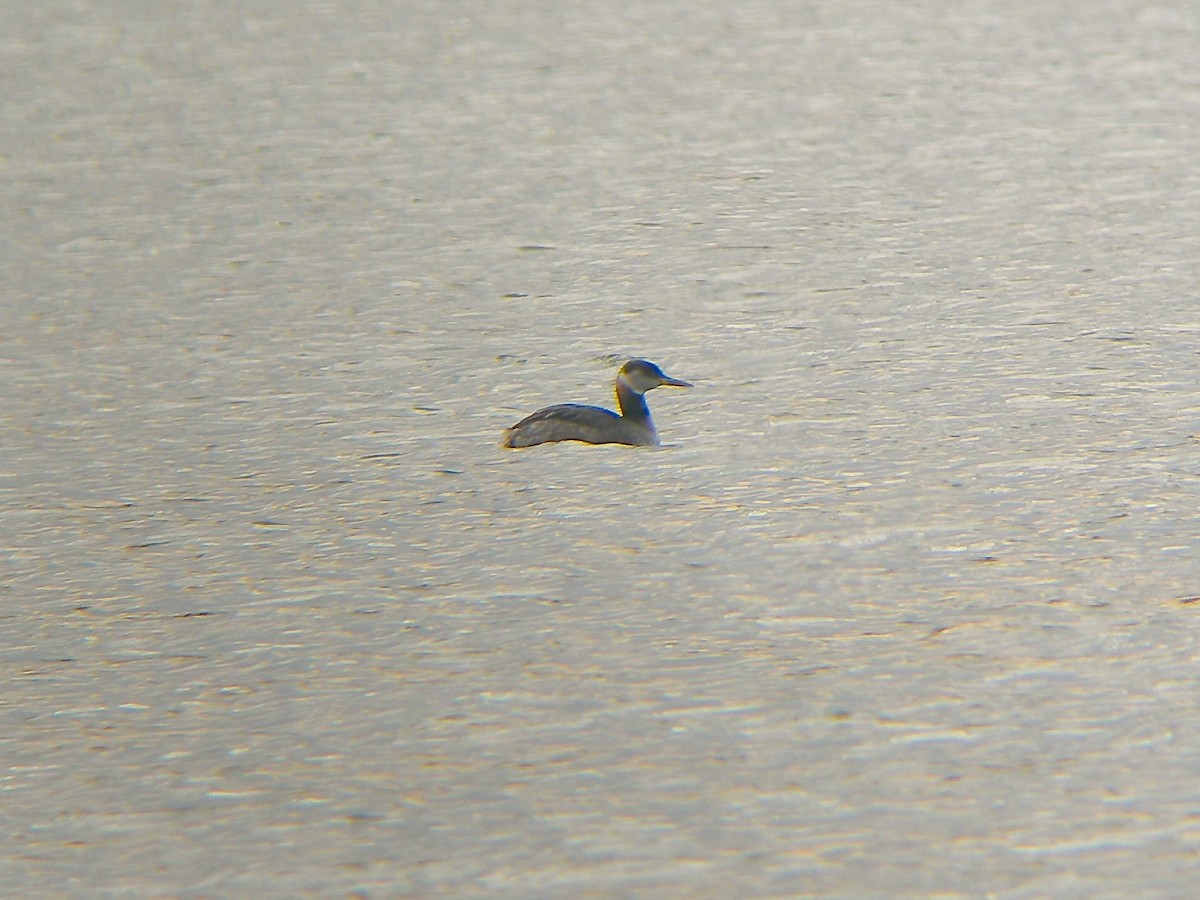 Red-necked Grebe - ML34527341