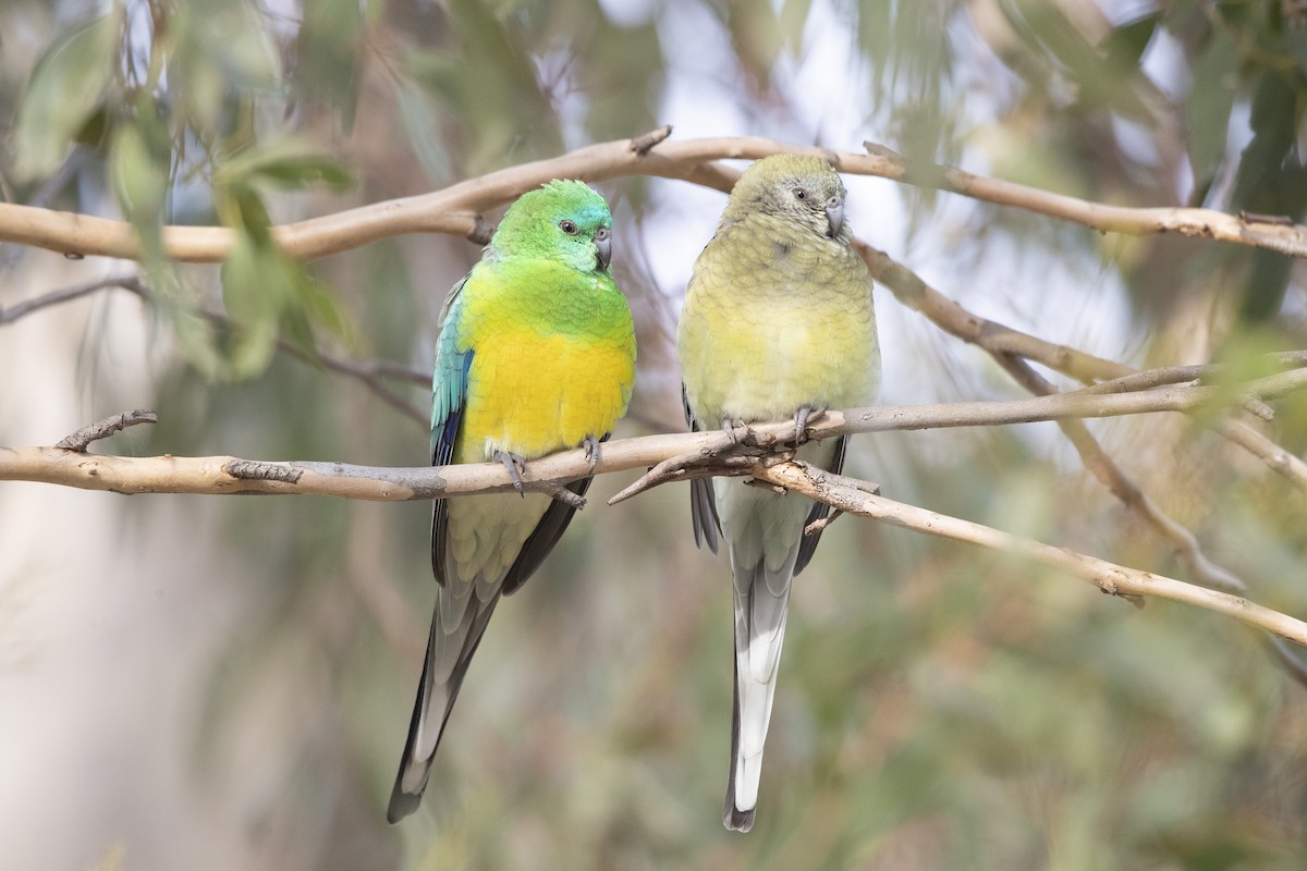 Red-rumped Parrot - ML345285791